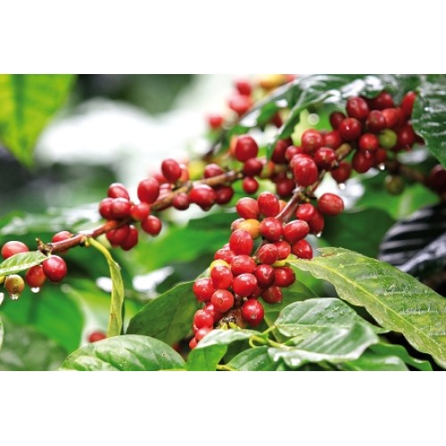 Характеристики зеленого кофейного зерна